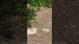Моисей НАПУГАЛ ЗМЕЮ ДО УСРАЧКИ!!!