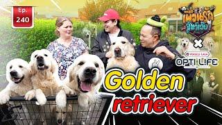 Golden Retriver I เพื่อนรักสัตว์เอ๊ย Ep.240 #belgium