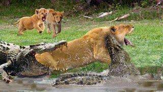 The Lion's Perilous Journey through the Crocodile Infested Waters - Two Kings of the Jungle