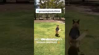 MISS SUGAR DOG FAMILY PET'S #shortvideo #germansheperd #pets #bulldog #dogs #trending #viral #foryou