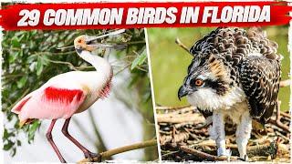 29 Common Birds in Florida (with Pictures)