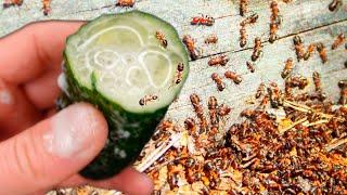 ANTS DO NOT RETURN FOR 50 YEARS! Get Rid Of Ants And Aphids Fast Forever, 100% Effective!