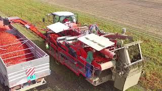 NEW MODEL- TWO ROW TOMATO HARVESTER