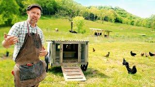 How to Get Started with Chickens: Everything you need to know