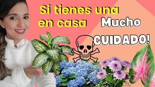 PLANTAS PELIGROSAS, TOXICAS ️o VENENOSAS que PODRÍAS tener EN CASA y NO lo SABIAS!