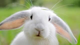 Animal Sounds (Rabbit) | Rabbit Sounds Effects