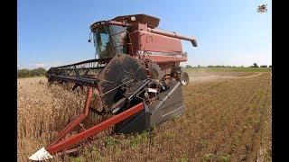 Cutting Wheat with a Case IH 2366 Combine
