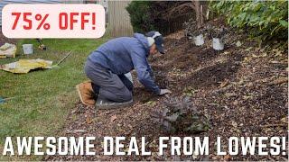 Planting a Hedge of Spilled Wine Weigela for Only $50! | Joshua's Garden