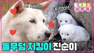 [#새롭동물농장] 쉿! 비밀이야 은밀한 돌무덤 프로텍터(?) 모성애 강한 진순이의 5꼬물이 비밀 육아 / EP.1201 #TV동물농장 #AnimalFarm #SBSstory