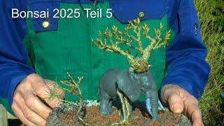 Bonsai 2025 Teil 5 Bonsai umtopfen. Der Baum wollte nicht wachsen und Elefant trägt den Baum