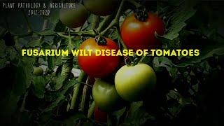 Fusarium wilt diseases of tomatoes