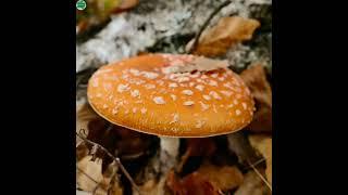 Beautiful Russia Mushroom  Farming Nature Scene
