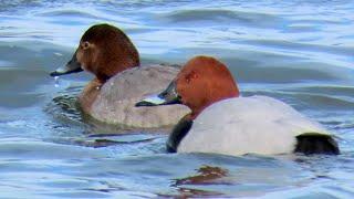 1272. Polák velký, Common Pochard, Tafelente, Tafeleend, Красноголовый нырок, Głowienka zwyczajna