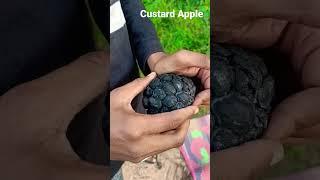 Custard/Sugar Apple #custardapple #sitafal #village #burning #flames #viral #trending #fire #smoke