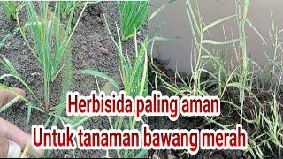 Herbisida paling aman untuk tanaman bawang merah