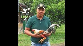 Fabio Rodrigues - Mayor Concentración de Gallos Giros en el Mundo.