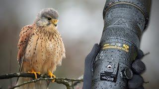 Wildlife Photography in Bushy Park | Nikon D850, 500 PF