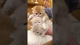  Funny cat videos | cute cats | Try not to laugh | Cat videos Compilation #shorts  