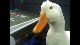 duck.car