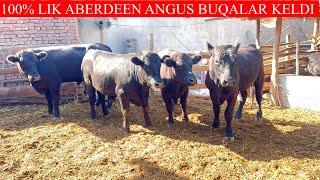 CHEMPION 100% ABERDEEN ANGUS BUQALAR KELDI KAMDAN KAM KELDI BUNAQASI