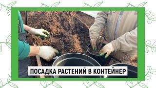 ПОСАДКА РАСТЕНИЙ В КОНТЕЙНЕР