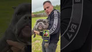 Робкий Михаил с огромной головой может стать вашим!) Колосальный американский булли микро 