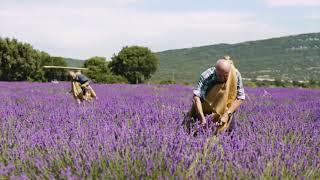 Respirer la lavande...en Drôme Sud Provence !