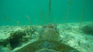 TurtleCam #40 - Through A Sea Turtle's Eyes In the Bahamas!