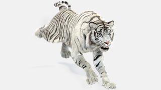 Animated White Tiger 3D Model | @PROmax3D