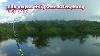 UMPAN TITIT UMPAN KILER MANCING IKAN GABUS || kir Yanto 77