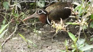 Greater Painted Snipe @ Chiu Sein Chiong 6233