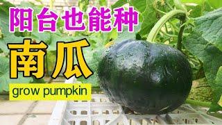 阳台种南瓜，比种叶菜还简单，没虫害，好管理，一个能长3斤重