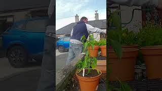Re potting the chilli plant