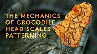 The mechanics of crocodile head scales patterning