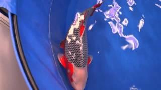 Asagi BestInVariety 2016 All Japan Koi  Show