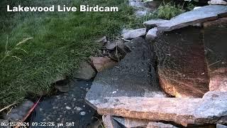 Live Bird Camera Fountain