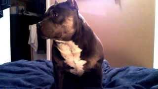 My Funny And Cute Pit Bull Bully Dog Talking and Answering Questions teamCZR