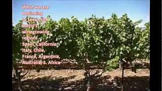 Wine And Climate Change  Film by Paige Donner
