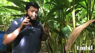 Organic cardamom farm in Kerala