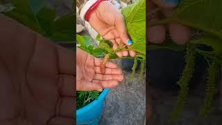 Mulberry  fruit #harvesting #organic #my home gardening plant ️ #trending #viral#short#video️