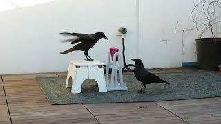 Young wild crows finally solve spinner puzzle