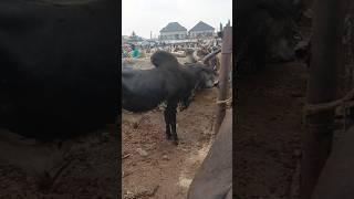 Biggest livestock market in Lagos Nigeria #livestock #lagos #nigeria