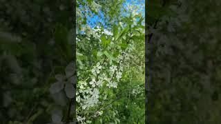 Цветущая черемуха, пение птиц, деревня. #Асмр