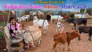 A Unique Home For Nadipathy Nano, Micro, Mini Cattle | Very Short & Friendly Cows #youtube #viral