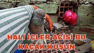 HALİ İÇLER ACİSİ BU KAÇAK KUŞUN İNŞALLAH KURTARA BİLİRİZ