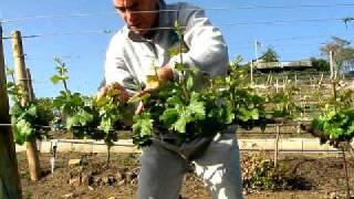 Thinning New Shoots of Young Grapevines in the Vineyard