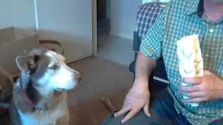 See how my dogs Kyzak & Rydik help me Get Paid with My Cash Freebies