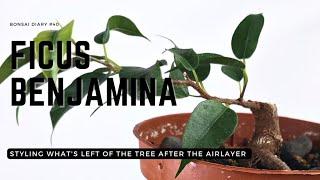 Bonsai diary #40 Ficus benjamina bottom part of the airlayer