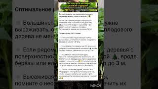 дачные подсказки по высадке культуры в огороде.