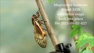 Magicicada tredecim cicada Brood XXIII ovipositor click